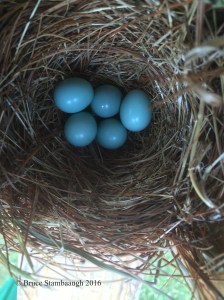 eastern bluebird eggs