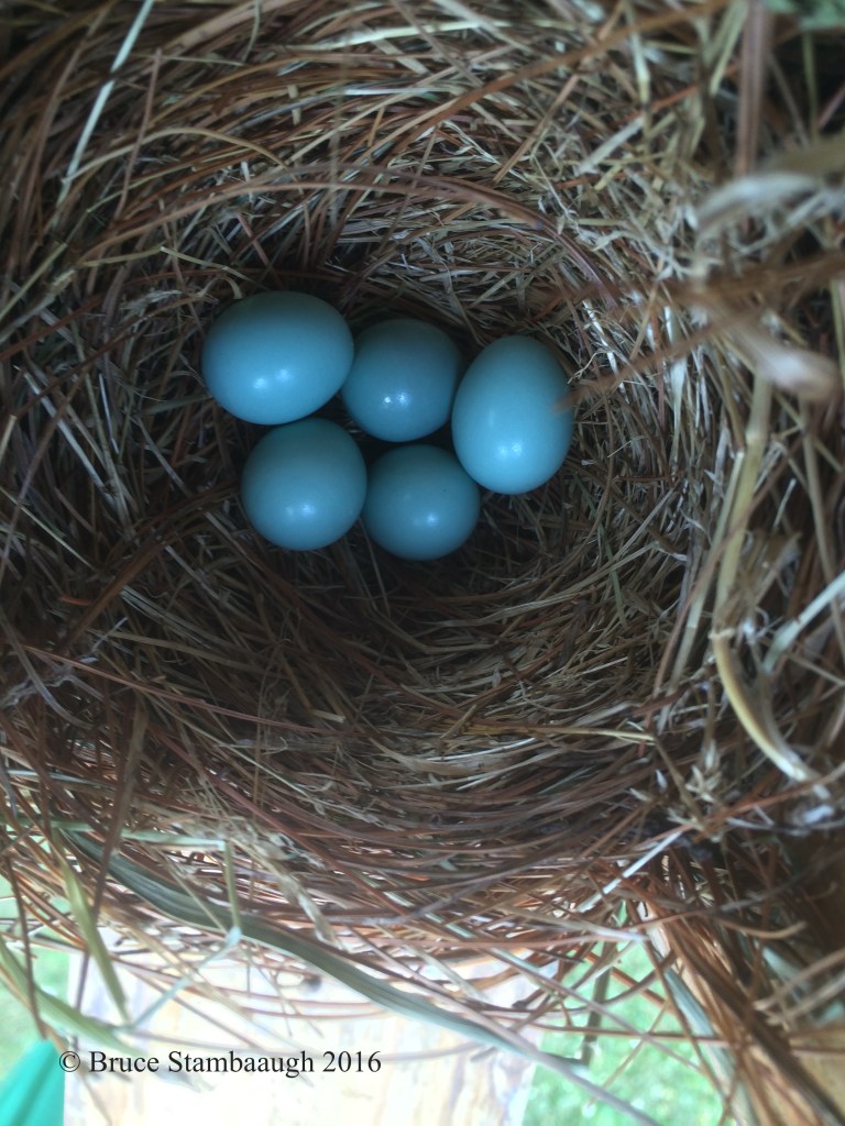 eastern bluebird eggs
