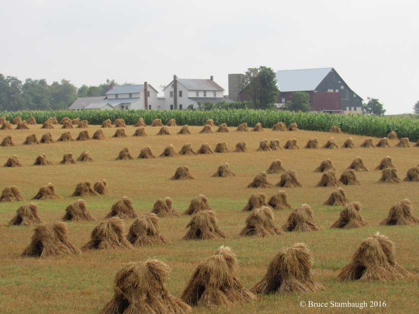 oat shocks, Amish farm