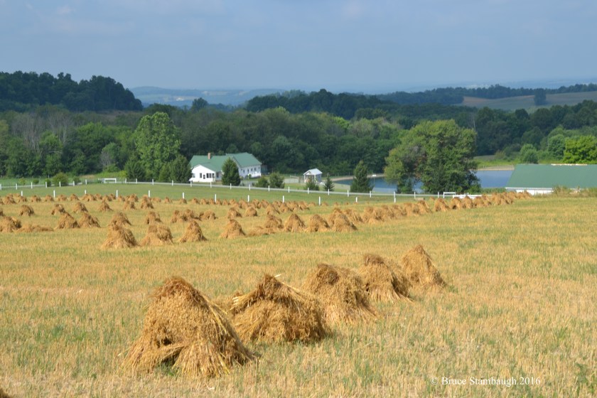 Amish farm, oats shocks
