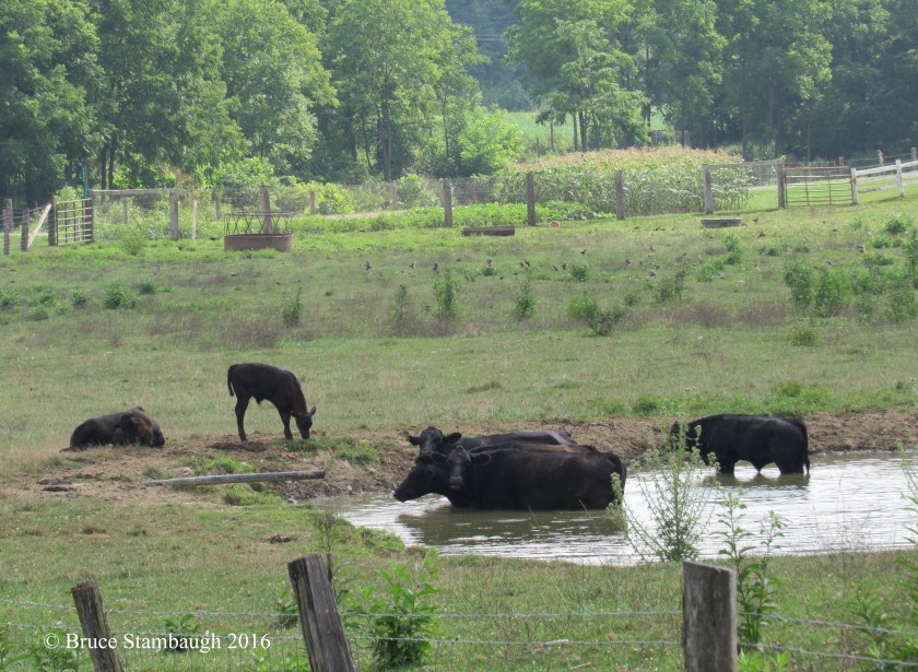 cows, farm pond