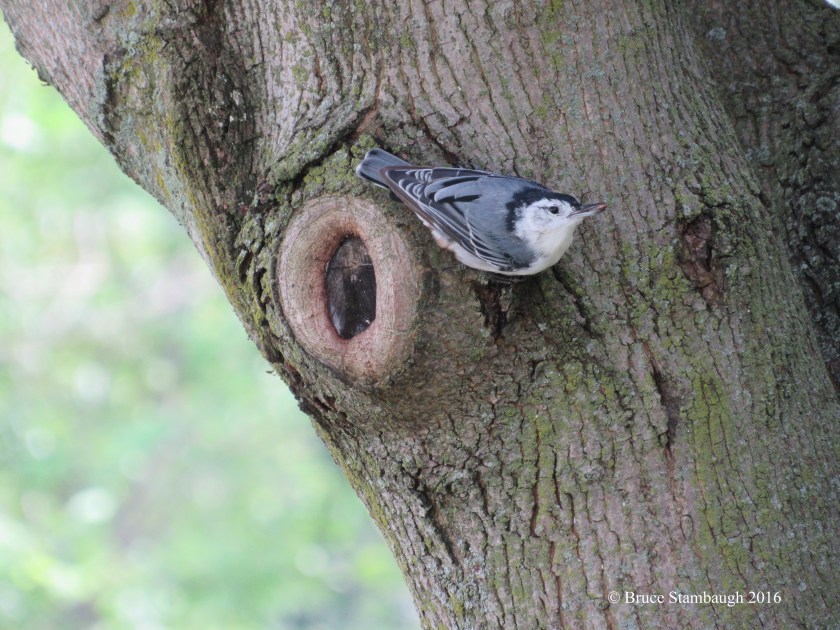 white-breasted nuthatch