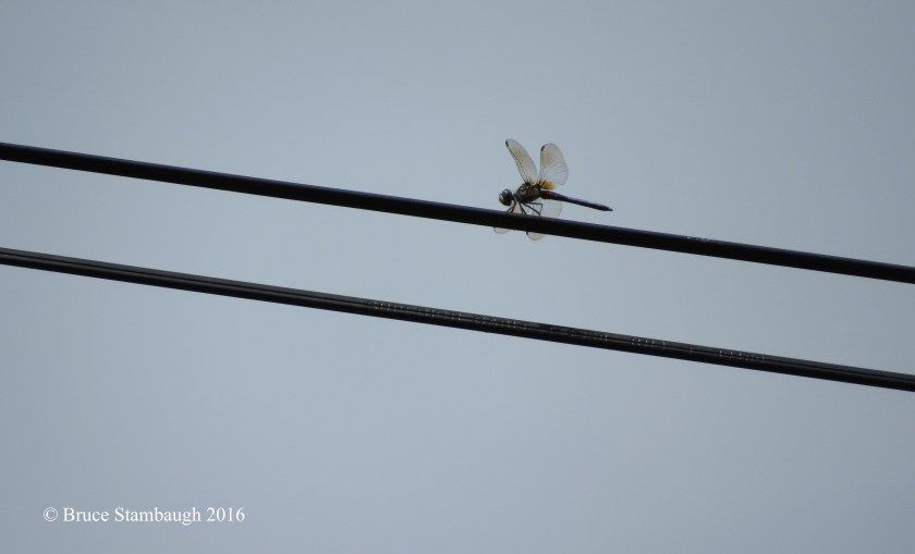 dragonfly, abstract photo