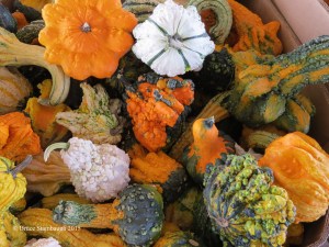 colorful gourds