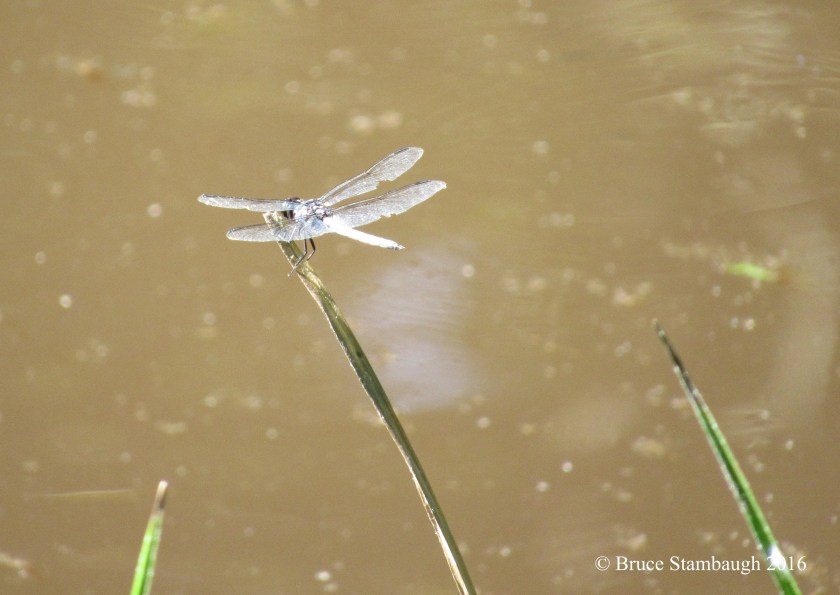 dragonfly sunbathing