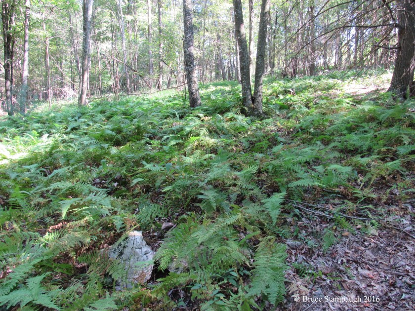 forest floor, ferns