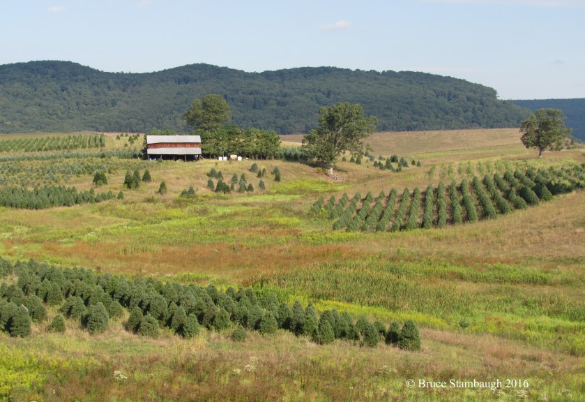 Christmas tree farm, West Virginia