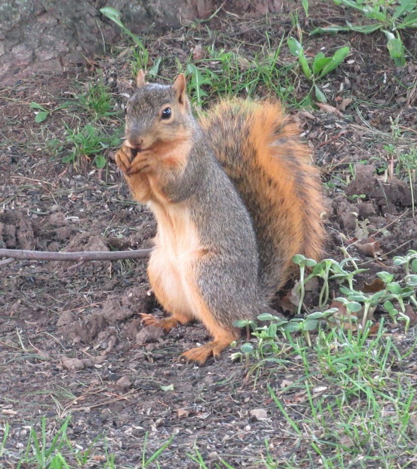 fox squirrel