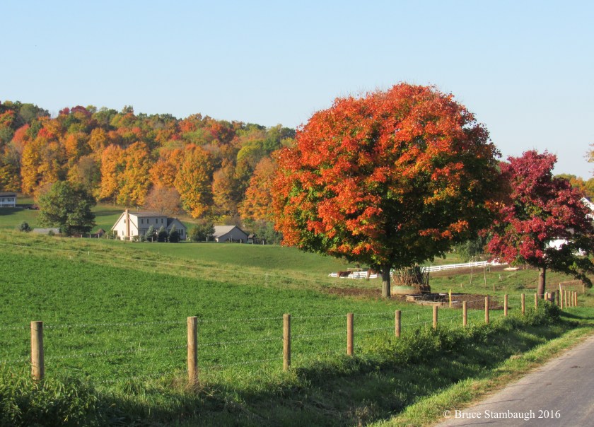colorful leaves, autumn leaves