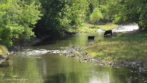 lost river, cows in stream