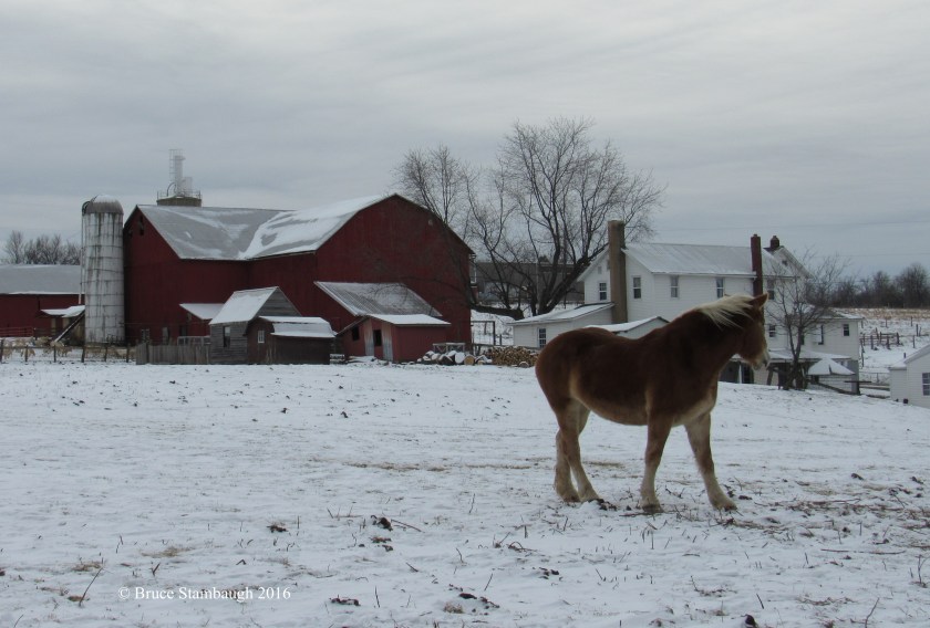 workhorse, Amish shunning