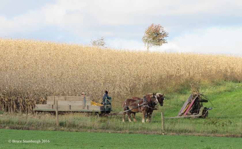 Amish boys, harvesting corn