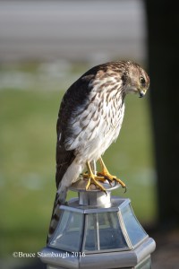 cooper's hawk