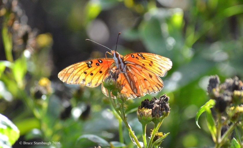 gulf fritillary, butterfly