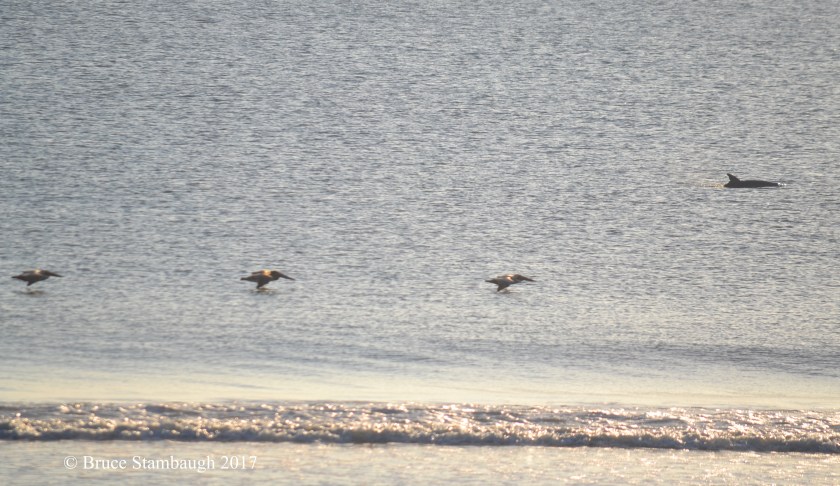 brown pelicans, bottle-nose dolphins