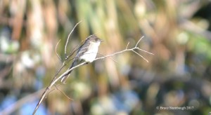eastern phoebe