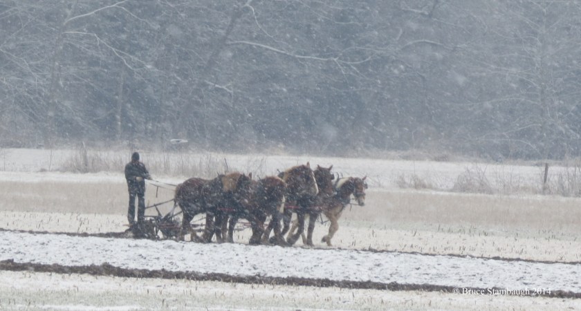 Amish farmer, plowing in the snow