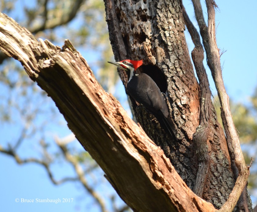pileated woodpecker, Big Talbot Island FL