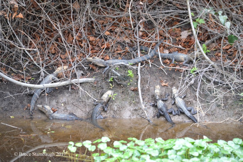 baby alligators, Amelia Island FL