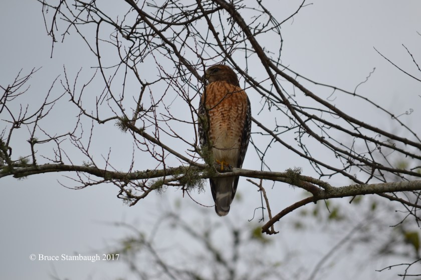 red-shouldered hawk, Egans Creek Greenway