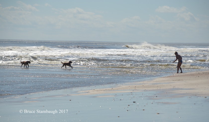 Dogs on the beach