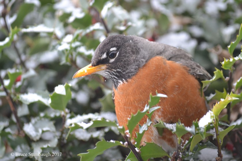 American Robin, birds, spring