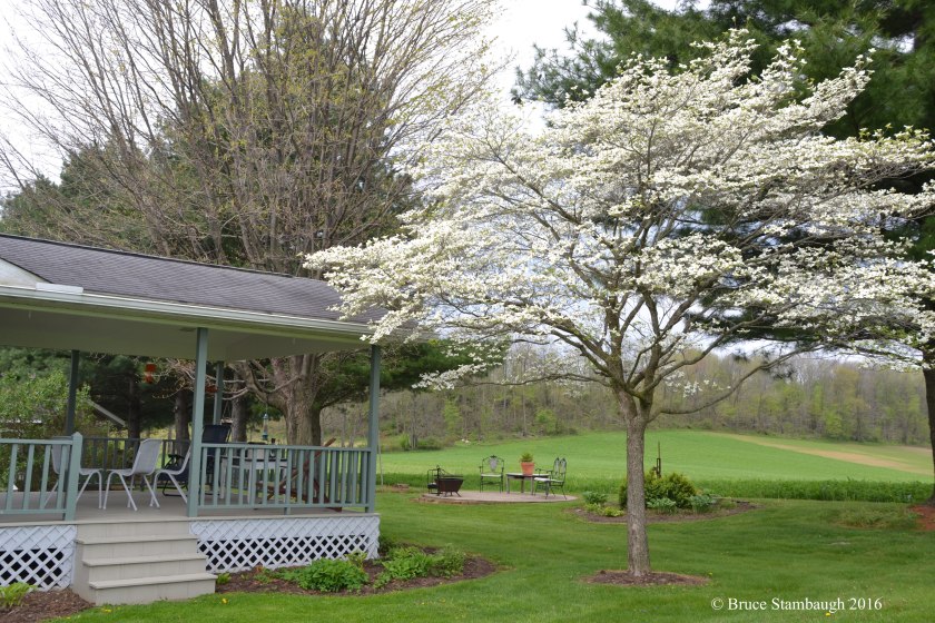 blooming dogwood