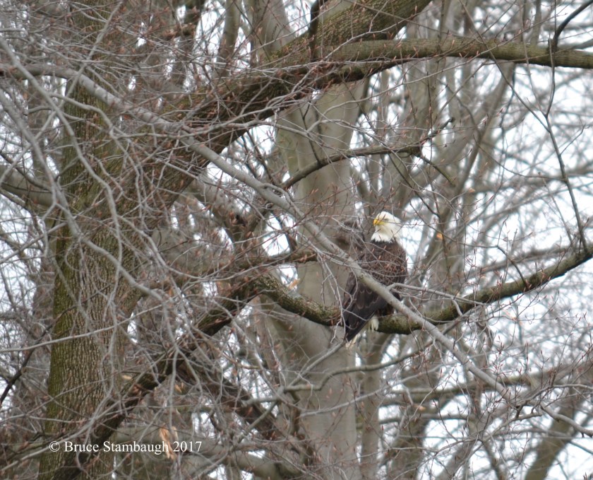 bald eagle, Holmes Co. OH