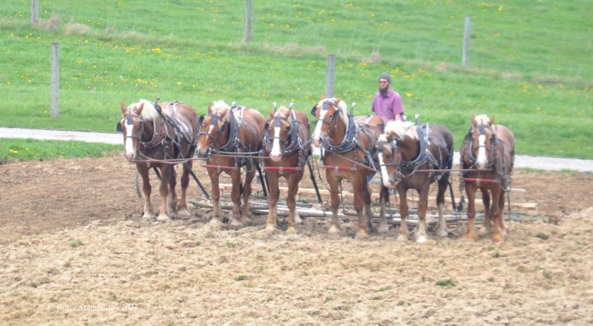 team of horses, Amish farm