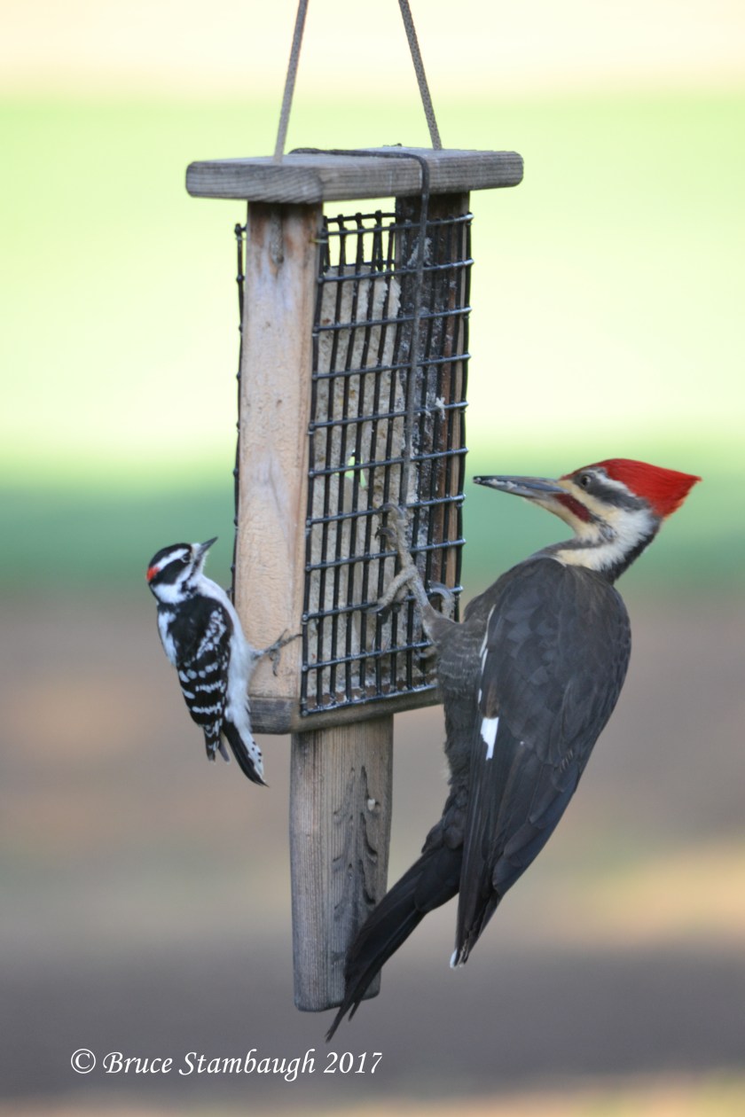 downy woodpecker, pileated woodpecker