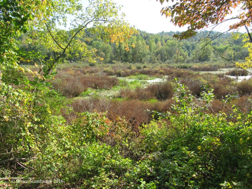 Holmes Co. OH, Killbuck marsh
