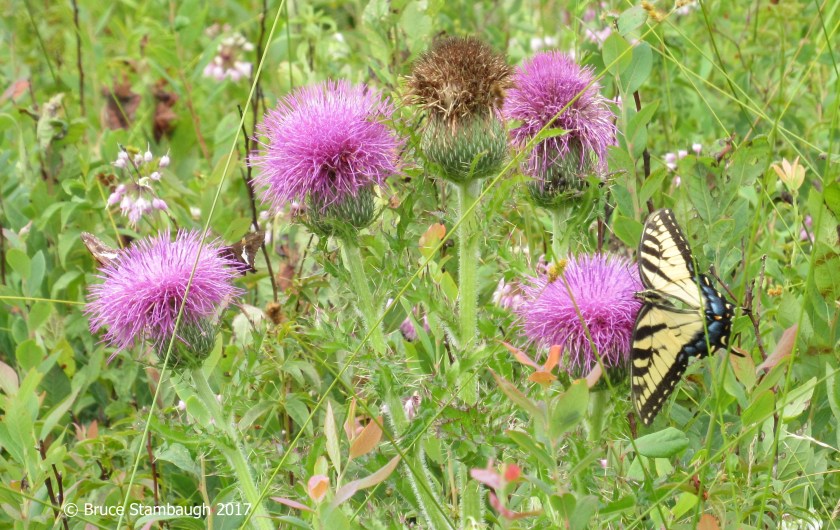 Tiger Swallowtail, Silver-spotted Skipper