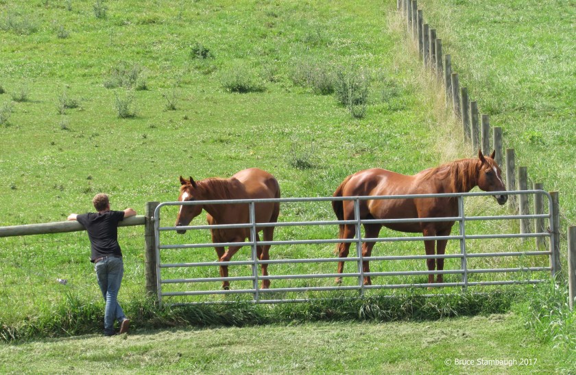 horses, pasture