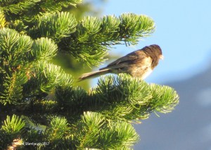 Oregon Junco, Mt. Rainier NP