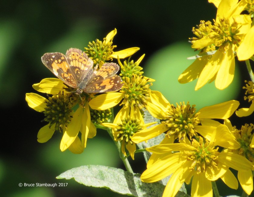 butterfly, Shenandoah NP