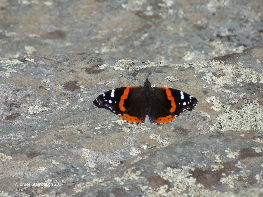 butterflies, Shenandoah NP
