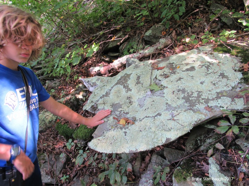 nature's beauty, Shenandoah NP