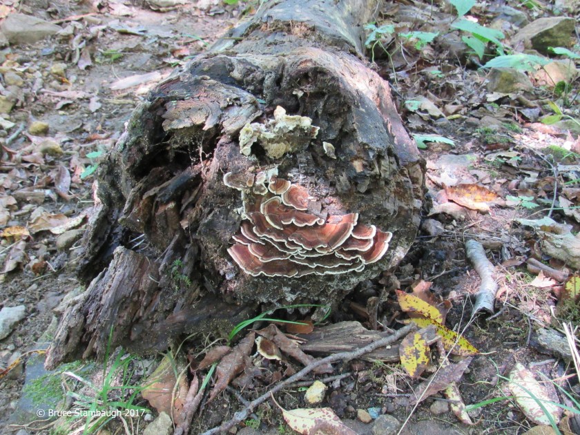 nature's artwork, Shenandoah NP
