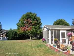 backyard, Harrisonburg VA