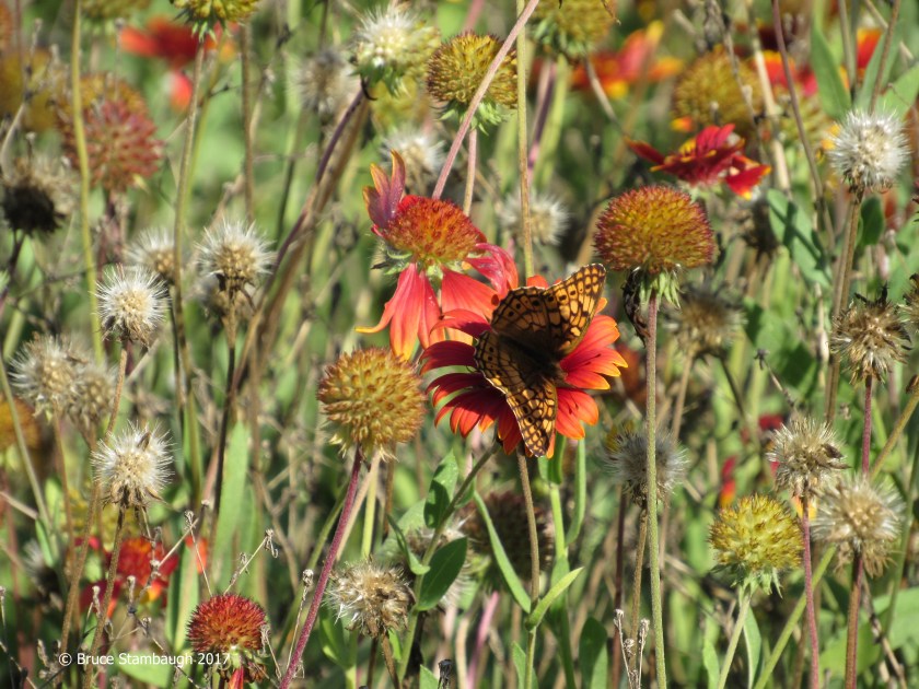 gaillardia, blanket flower, great spangled fritillaary