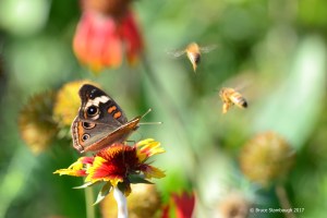 Common Buckeye, honeybees,
