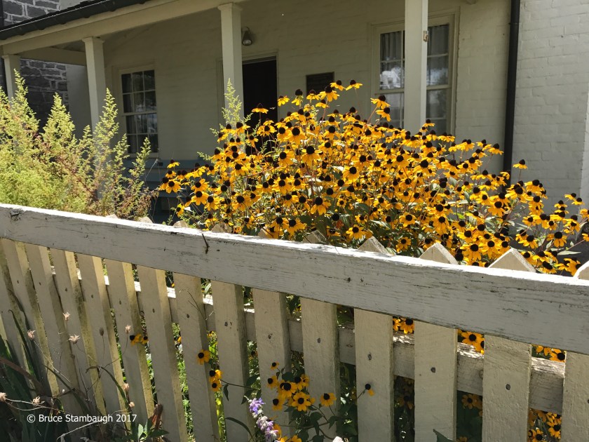 picket fence, black-eyed susans