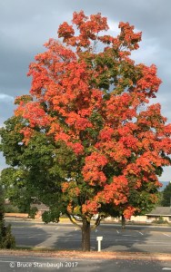 sugar maple, Shenandoah Valley