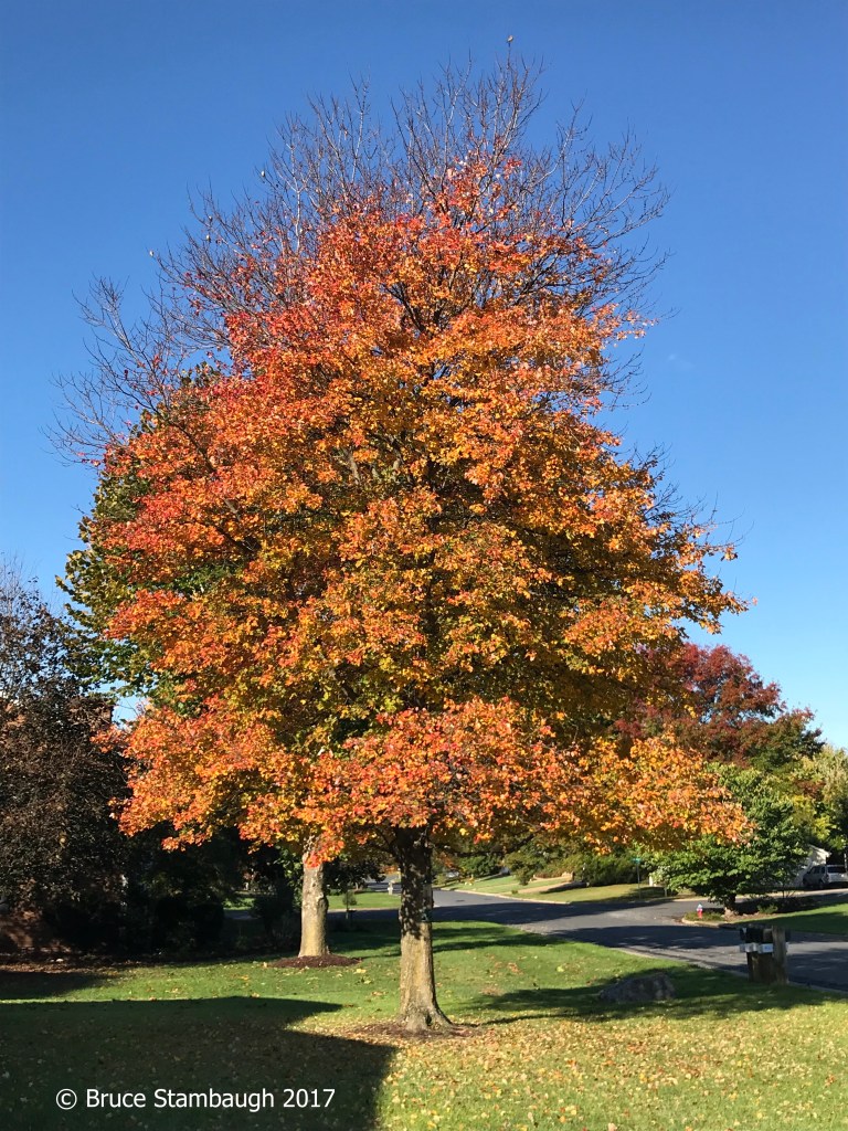 red maple, fall colors