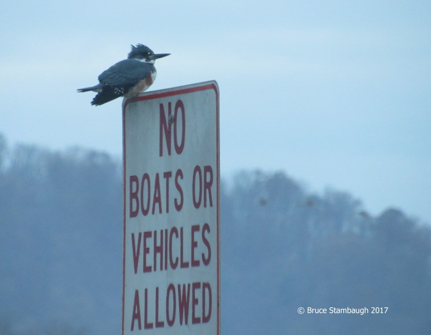 Belted Kingfisher, Silver Lake Dayton VA,