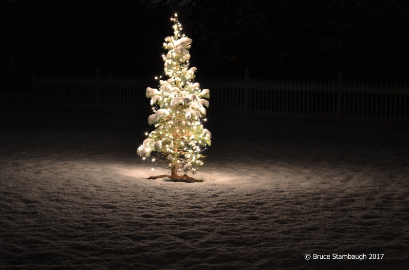 Christmas lights, memorial tree