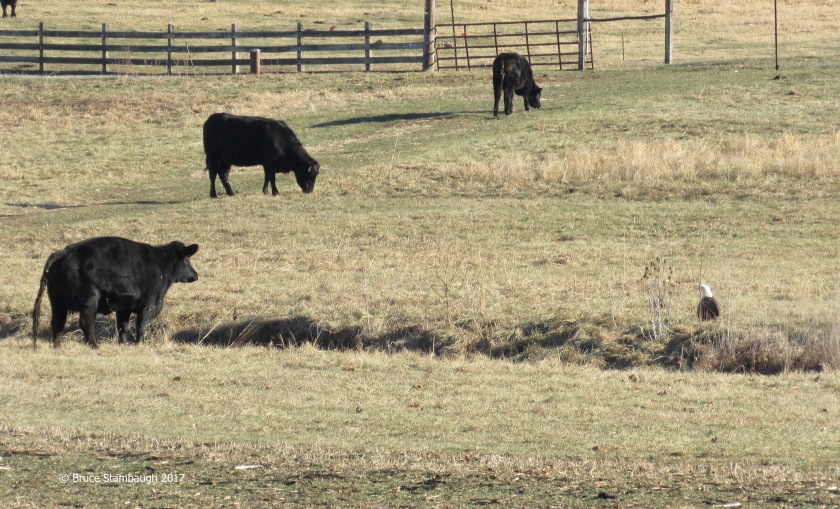 black angus steer, bald eagle, Harrisonburg VA