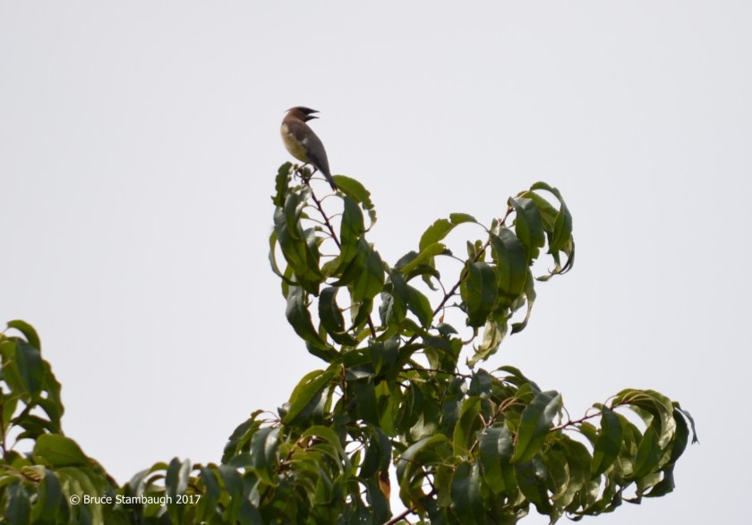 cedar waxwing