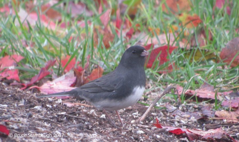 dark-eyed junco