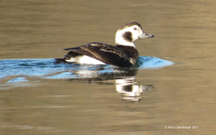 Silver Lake, Dayton VA, birding